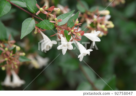 Kanigaya公園的Abelia白花[綠色背景] 92758047