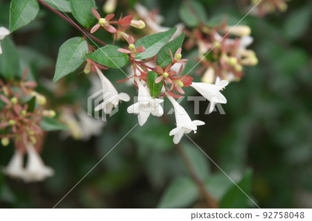 Kanigaya公園的Abelia白花[綠色背景] 92758048