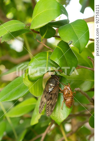 蟬與葉蟬一字排開 蟬與葉蟬一字排開 92758211