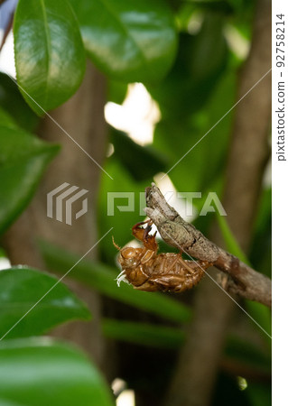 semi-tear on a tree branch 92758214