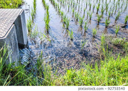Paddy field after rice planting flooded Paddy field after rice planting flooded 92758540