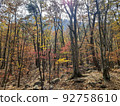 Maple 92758610