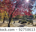 Maple 92758613