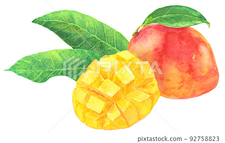 Watercolor mango _ cut mango and mango with leaves _ with leaves 92758823