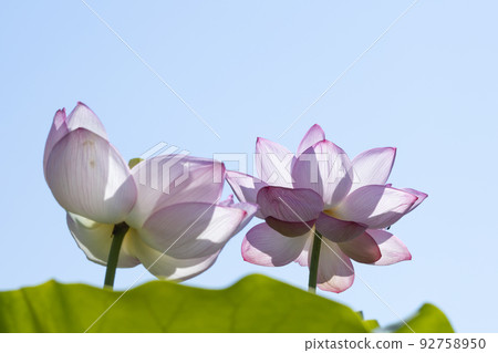 Two lotus flowers blooming against the blue sky in summer 92758950