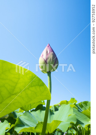 Lotus buds growing towards the blue sky in summer 92758952