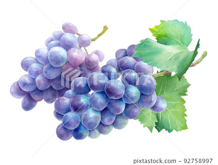 A purple grape with two leaves. watercolor illustration. Kyoho. 92758997