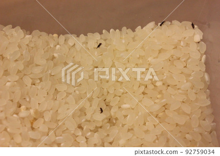 Insects in rice. maize weevil 92759034