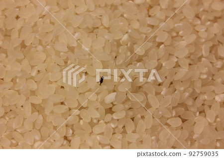 Insects in rice. maize weevil 92759035