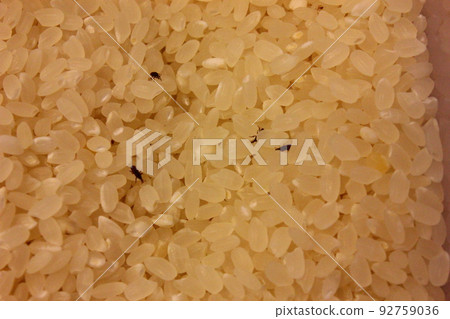 Insects in rice. maize weevil Insects in rice. maize weevil 92759036