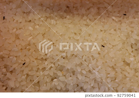 Insects in rice. maize weevil 92759041