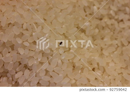 Insects in rice. maize weevil Insects in rice. maize weevil 92759042