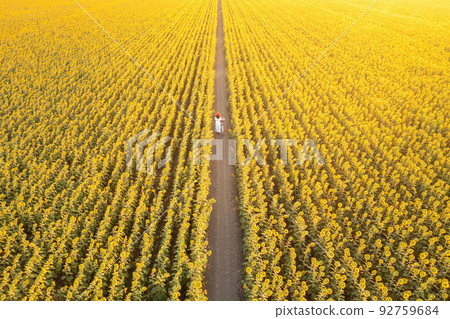 Sunflower fields Lopburi. 92759684