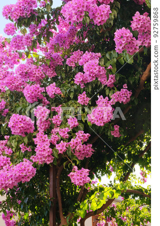 Bougainvillea bush grows next to residential buildings on the coast of Croatia. Summer landscapes in traveling journey, violet blooming flowers. Bougainvillea bush grows next to residential buildings on the coast of Croatia. Summer landscapes in traveling journey, violet blooming flowers. 92759868