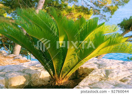 Cycas Revoluta. Lush green palm leaves in sunny day. Rest, vacation and travel on sea coast. Green palm tree in summer. 92760044