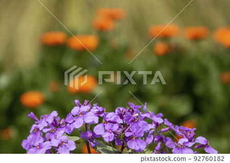 蘿蔔春花風景-5 蘿蔔春花風景-5 92760182