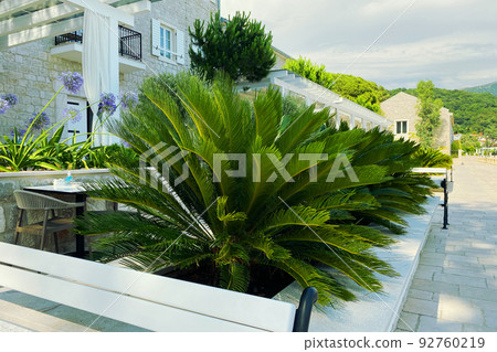 Cycas Revoluta. Lush green palm leaves in sunny day. Rest, vacation and travel on sea coast. Green palm tree on seashore. 92760219