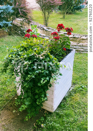 Bush with red flowers in pot. Pot with bush of blooming plant for landscape design. Geranium.  Plants for garden and house. 92760220