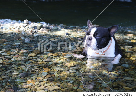 Mighty-kun, a cute Boston Terrier who seems to be comfortable in the cold Tokigawa River in Tokigawa Town, which is popular for playing in the river♡ 92760283