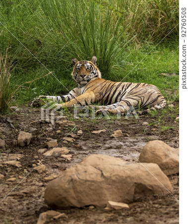 Indian wild male tiger resting in cool place with eye contact in pre monsoon green season outdoor safari at ranthambore national park or tiger reserve rajasthan india asia - panthera tigris tigris Indian wild male tiger resting in cool place with eye contact in pre monsoon green season outdoor safari at ranthambore national park or tiger reserve rajasthan india asia - panthera tigris tigris 92760508
