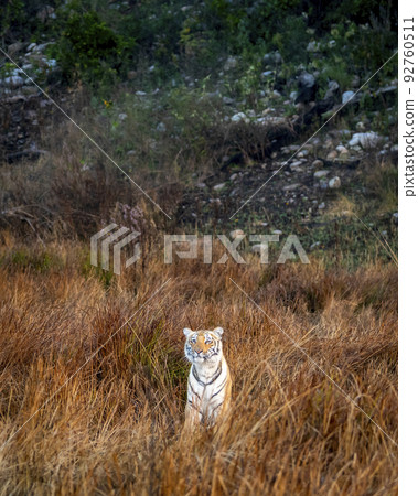 wild female mother tiger in natural grassland in winter morning safari at terai region forest of dhikala zone jim corbett national park or tiger reserve uttarakhand india asia - panthera tigris tigris 92760511