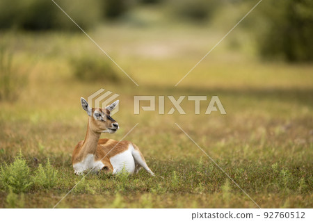 wild female blackbuck or antilope cervicapra or indian antelope closeup or portrait in natural green background at landscape of tal chhapar sanctuary rajasthan india asia 92760512