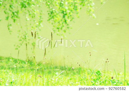 Green grass grows on a summer lawn in the village on a sunny day. Spikelets of grass on a blurred wildlife background. Green grass grows on a summer lawn in the village on a sunny day. Spikelets of grass on a blurred wildlife background. 92760582