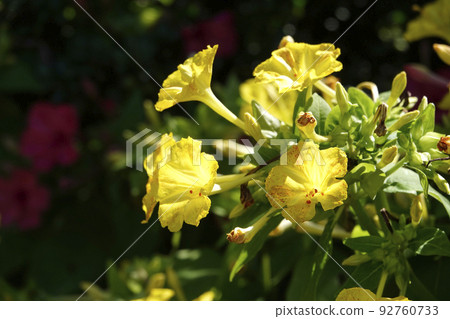 黃色的紫羅蘭花成束綻放 黃色的紫羅蘭花成束綻放 92760733