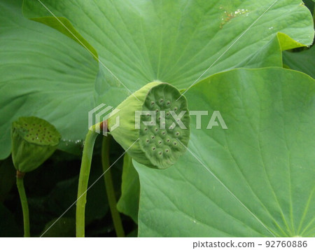 Lotus Lotus 92760886