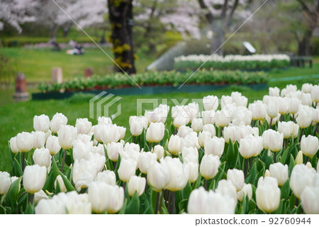 White tulips in full bloom 92760944