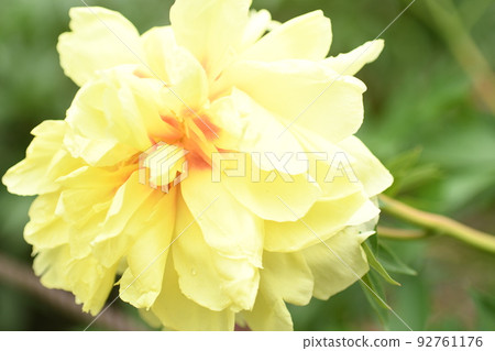Yellow button photographed at the Kyoto Botanical Garden [May] 92761176