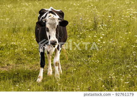 Dairy cow with lot of flies Dairy cow with lot of flies 92761179