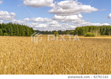 Landscape of agricultural grain crops in harvest season 92761182