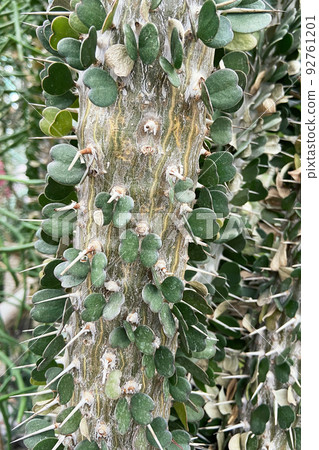 Cacti grow in a greenhouse. Alluaudia ascendens, close up. Summer tropical landscape. Cacti grow in a greenhouse. Alluaudia ascendens, close up. Summer tropical landscape. 92761201