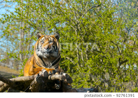 Close-up on a beautiful tiger in the wild. Close-up on a beautiful tiger in the wild. 92761391