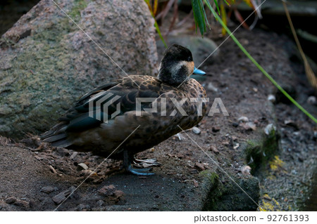 A beautiful dark wild duck near a pond. 92761393