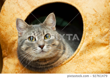 Portrait of gray domestic cat in the cat house Portrait of gray domestic cat in the cat house 92761479