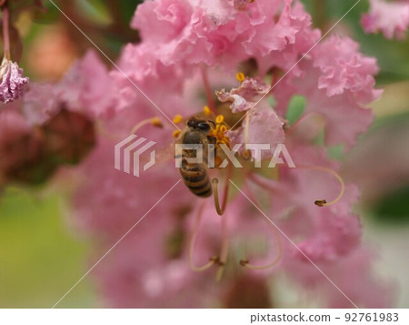 一隻蜜蜂(粉紅色紫薇和蜜蜂)懸掛在紫薇的核心上 一隻蜜蜂(粉紅色紫薇和蜜蜂)懸掛在紫薇的核心上 92761983