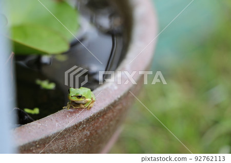 A small Japanese tree frog in a water lily bowl A small Japanese tree frog in a water lily bowl 92762113