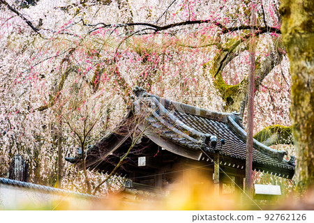 [Chichibu City, Saitama Prefecture] Weeping cherry blossoms at Seiunji Temple 92762126