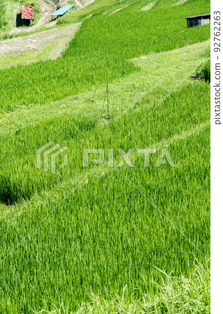 [Kanagawa] Rice terraces in Hayama 92762263