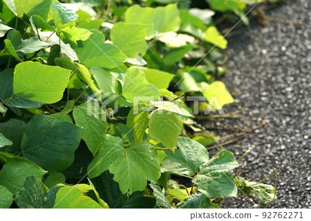 Kudzu leaves that have grown to the road Kudzu leaves that have grown to the road 92762271