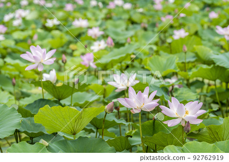 福島縣國見町敦賀千歲公園中尊寺蓮花 福島縣國見町敦賀千歲公園中尊寺蓮花 92762919