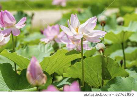 Chusonji Lotus in Atsukashi Chitose Park, Kunimi Town, Fukushima Prefecture Chusonji Lotus in Atsukashi Chitose Park, Kunimi Town, Fukushima Prefecture 92762920