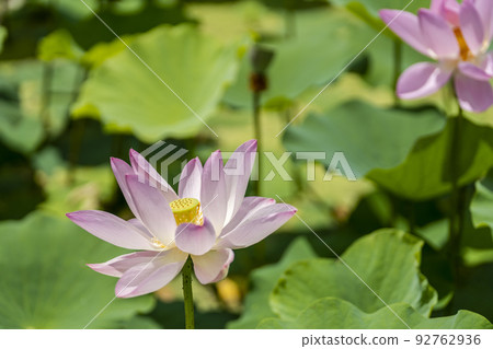 Chusonji Lotus in Atsukashi Chitose Park, Kunimi Town, Fukushima Prefecture Chusonji Lotus in Atsukashi Chitose Park, Kunimi Town, Fukushima Prefecture 92762936