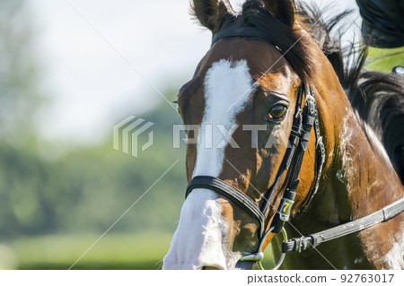 新潟縣新潟市賽馬場的風景，直線奔跑的馬 92763017