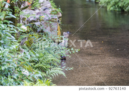 夏季的京都，上賀茂神社（Kamowakeikazuchi Shrine），御物之井川（Omonoi River）的轄區，京都府京都市 92763140