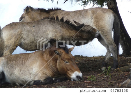 Herd of Przewalski horses in wintertime 92763168