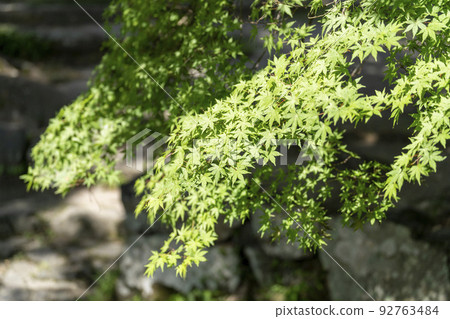 上賀茂神社（Kamowakeikazuchi神社），京都的夏天，區域內的綠色植物，京都府京都市 92763484