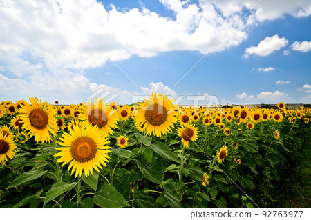 Sunflowers in full bloom in reclaimed land 92763977